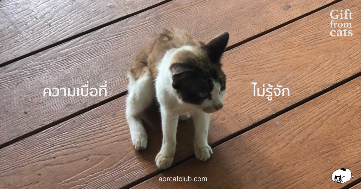 แมวเบื่อ