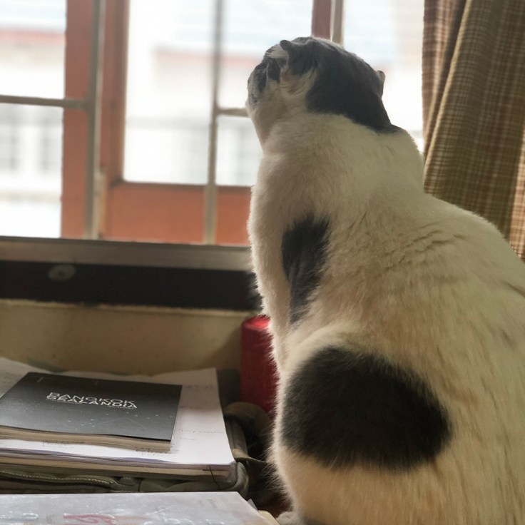 นกกับแมว