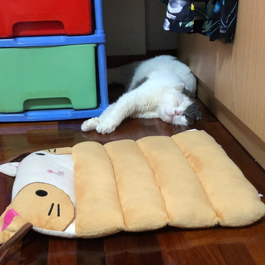 ที่นอนแมวลายการ์ตูน ที่นอนแมวลายการ์ตูน