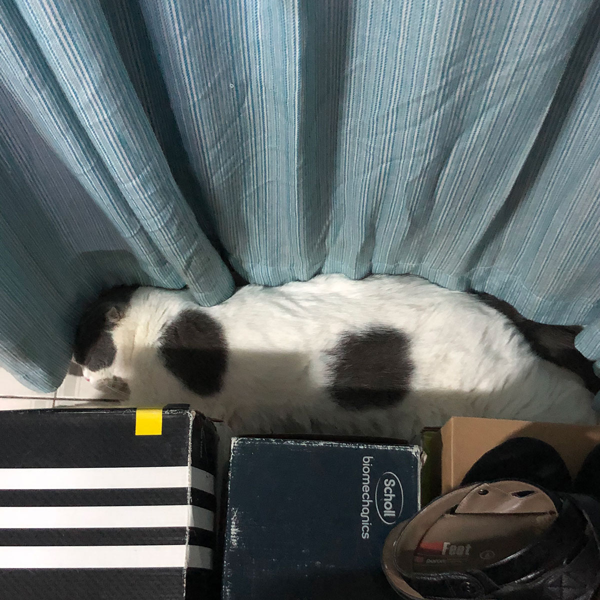 ที่นอนแมวในซอกม่าน