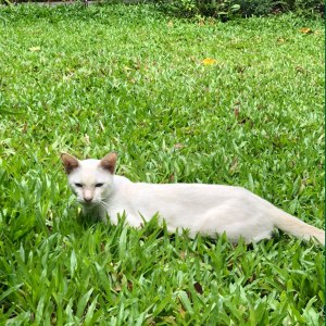 ที่นอนแมวบนหญ้า