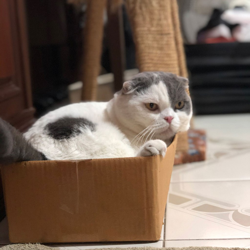 5 most favourite place for cat bed ที่นอนแมวในกล่อง
