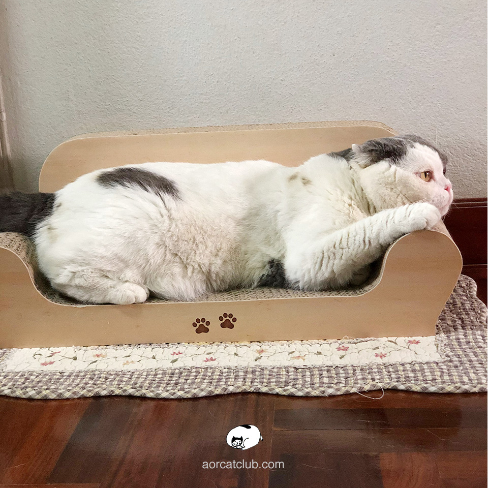 แมวรู้จักชื่อของตัวเอง