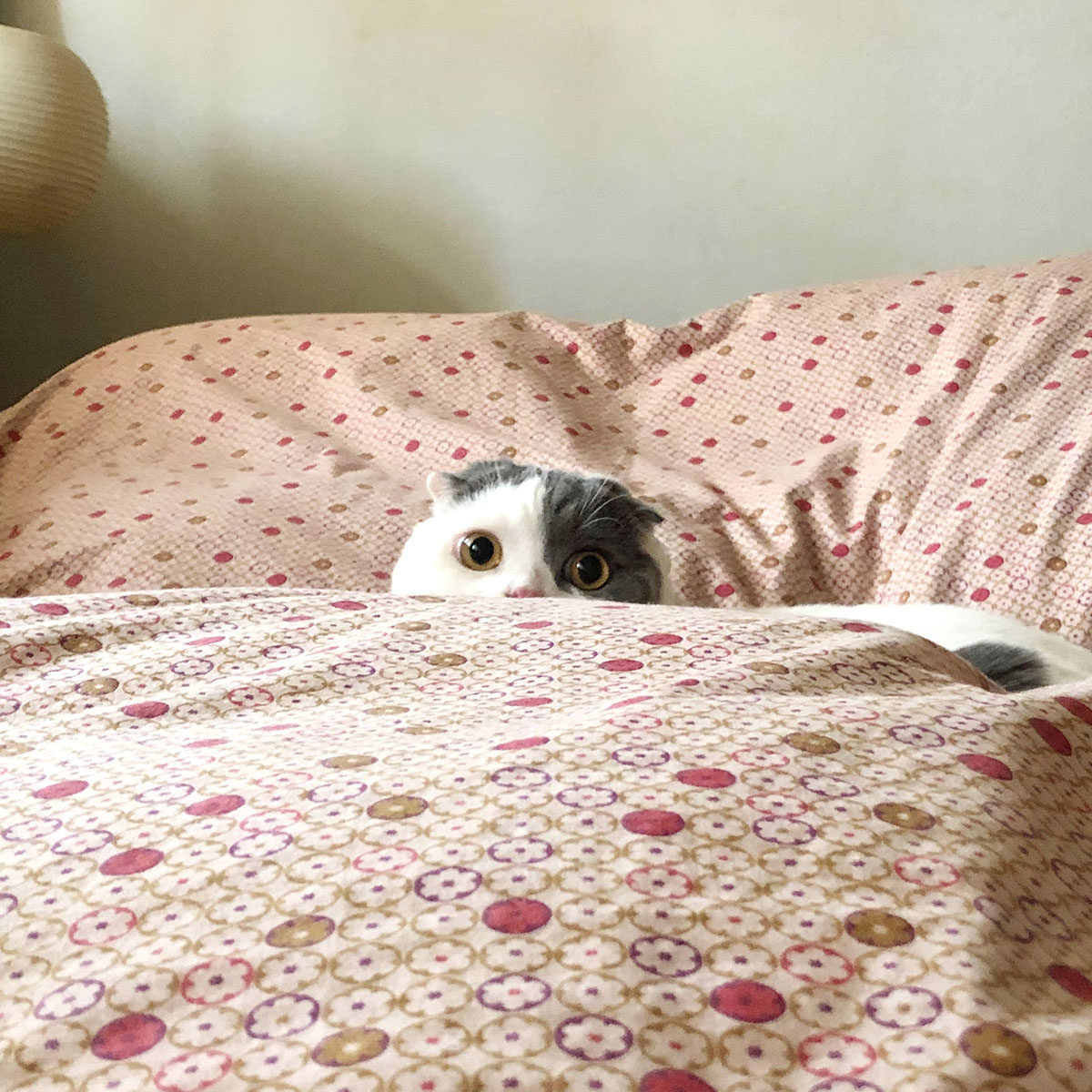 ที่นอนแมวบนที่นอนคน ที่นอนคนคือที่นอนแมว