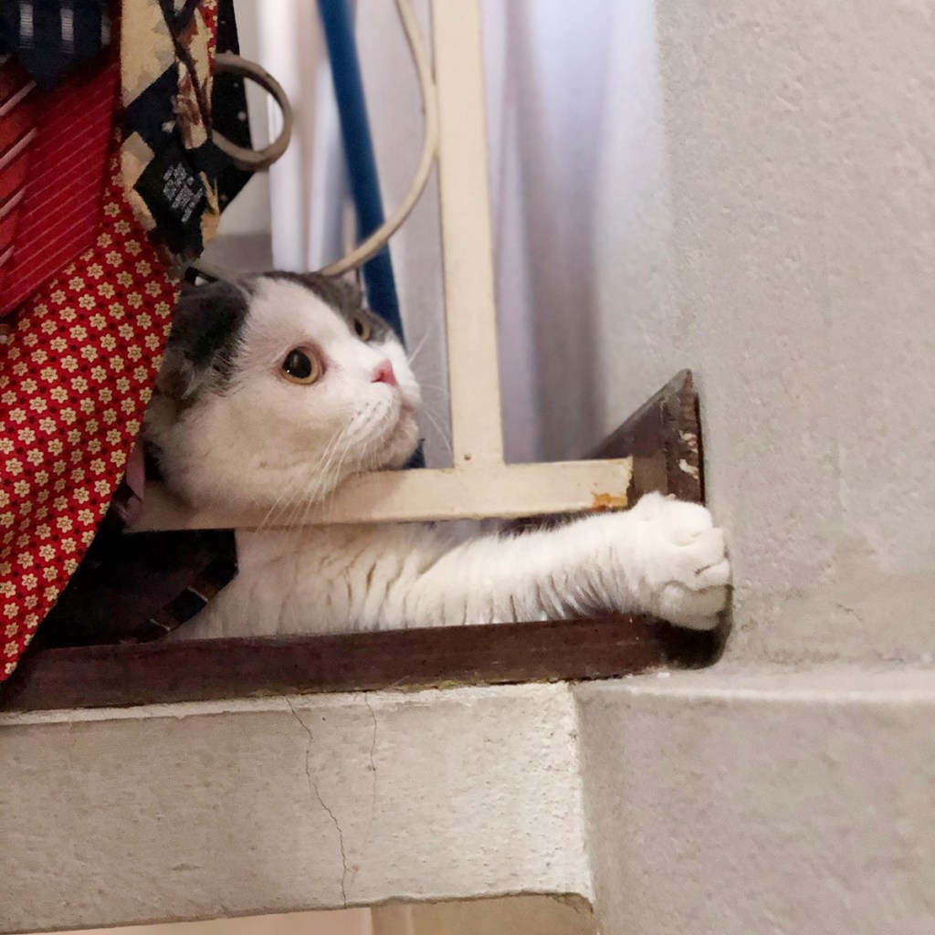 ที่นอนแมวตามมุมบ้าน มุมในบ้านก็เป็นที่นอนแมว