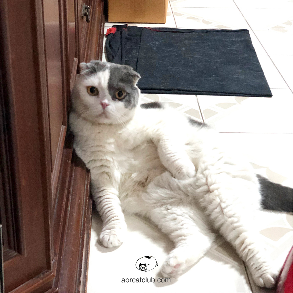 แมวรู้ชื่อแมว