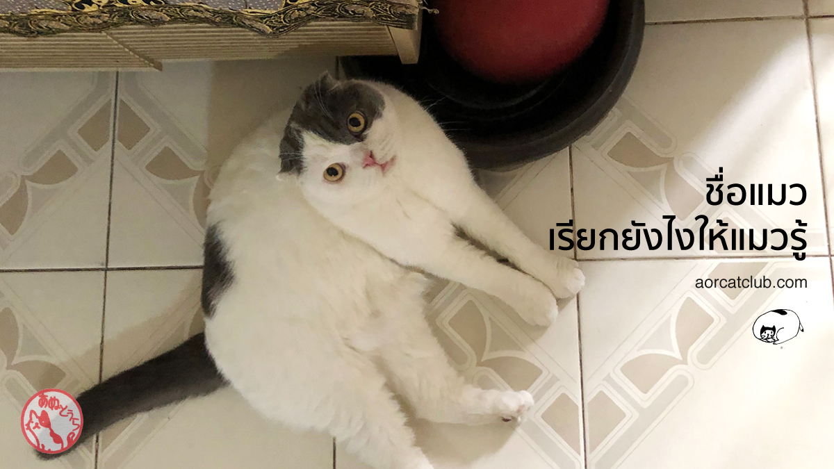 ชื่อแมว เรียกยังไงให้แมวรู้