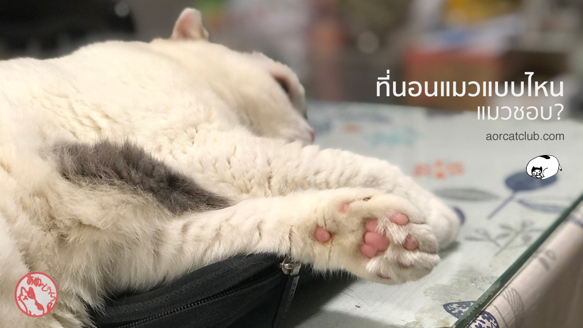 ที่นอนแมวแบบไหนแมวชอบที่สุด