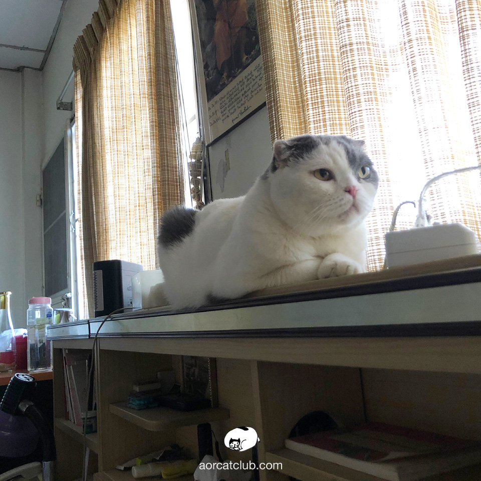 แมวบอกรักเจ้าของด้วยการมาอยู่ใกล้ๆ