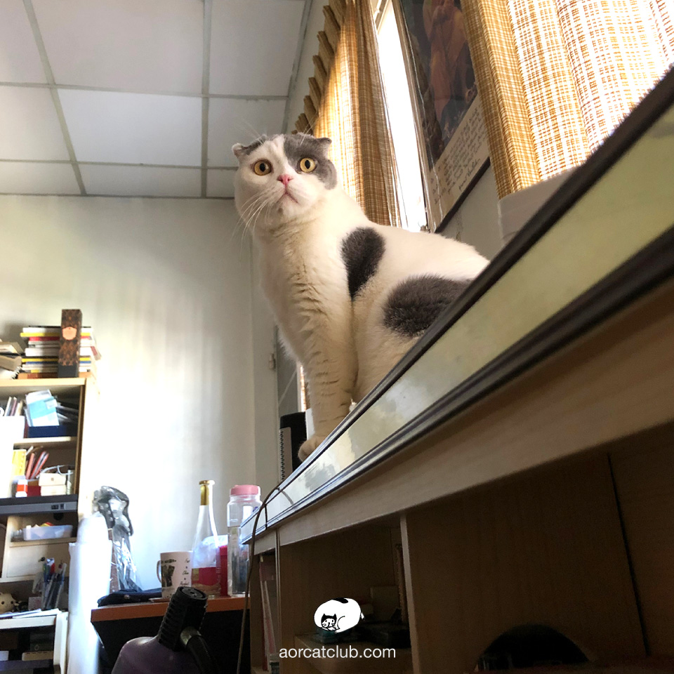 แมวบอกรักเจ้าของ