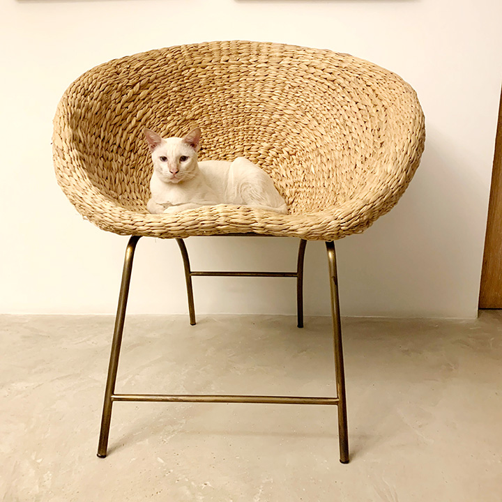 แมวบ้านต่างจากแมวป่ายังไง