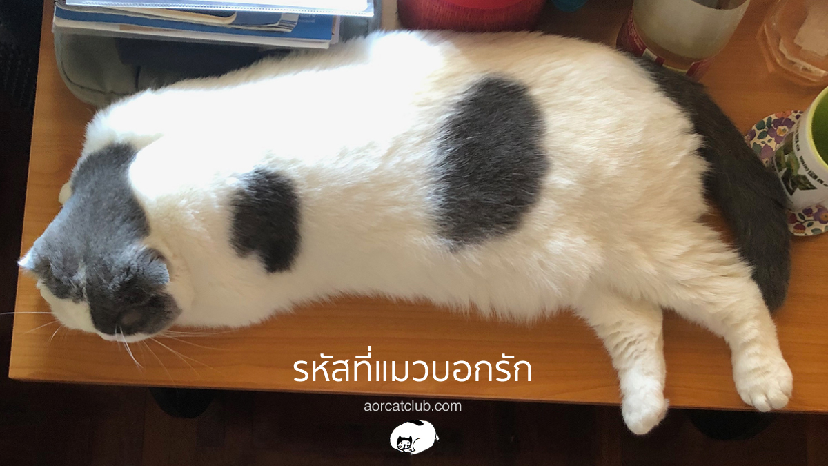 แมวบอกรักเจ้าของ