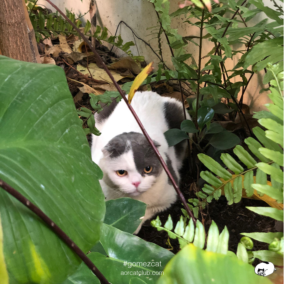 แมวป่ากลายเป็นแมวบ้าน