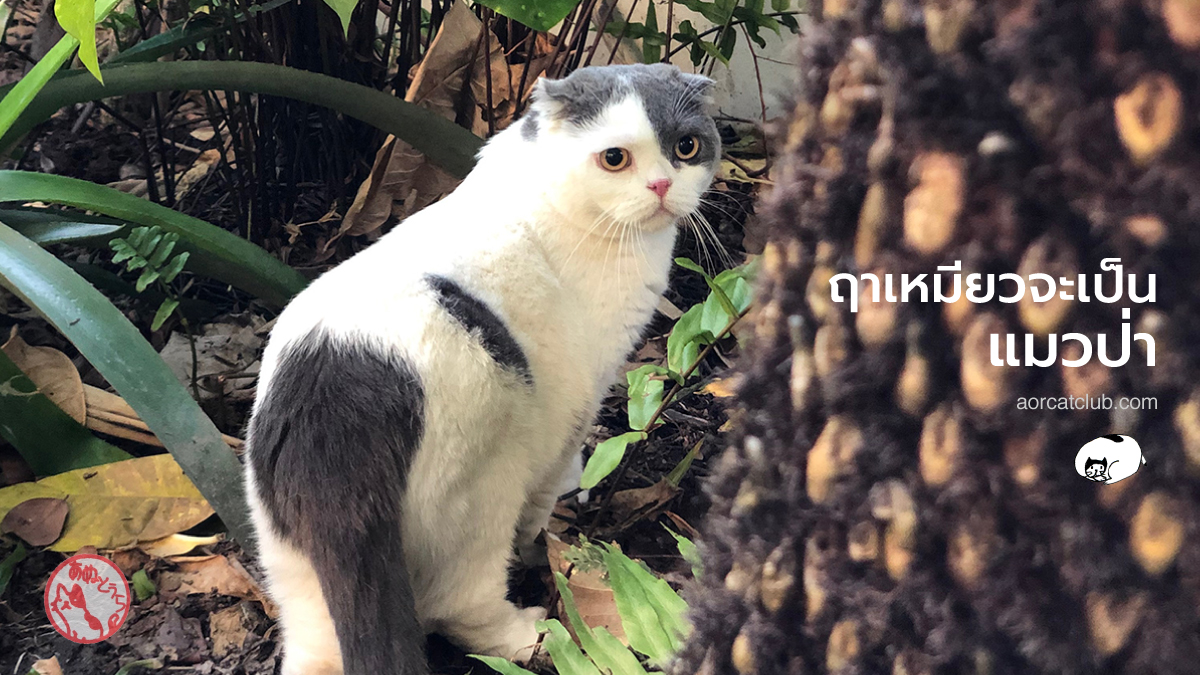 แมวบ้านต่างจากแมวป่าอย่างไร