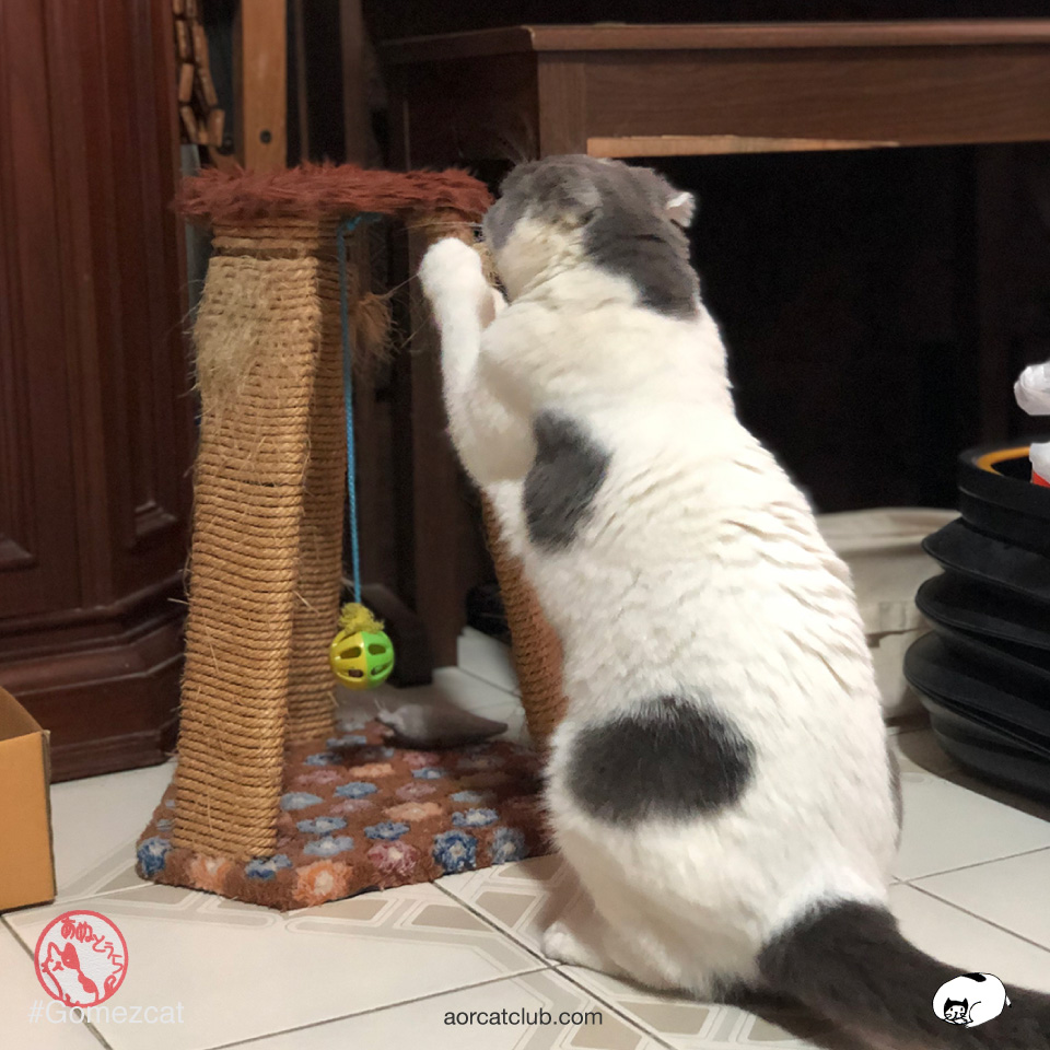 แมวลับเล็บ แมวจะฝากกลิ่นจากต่อมกลิ่นที่อุ้งเท้าแมว