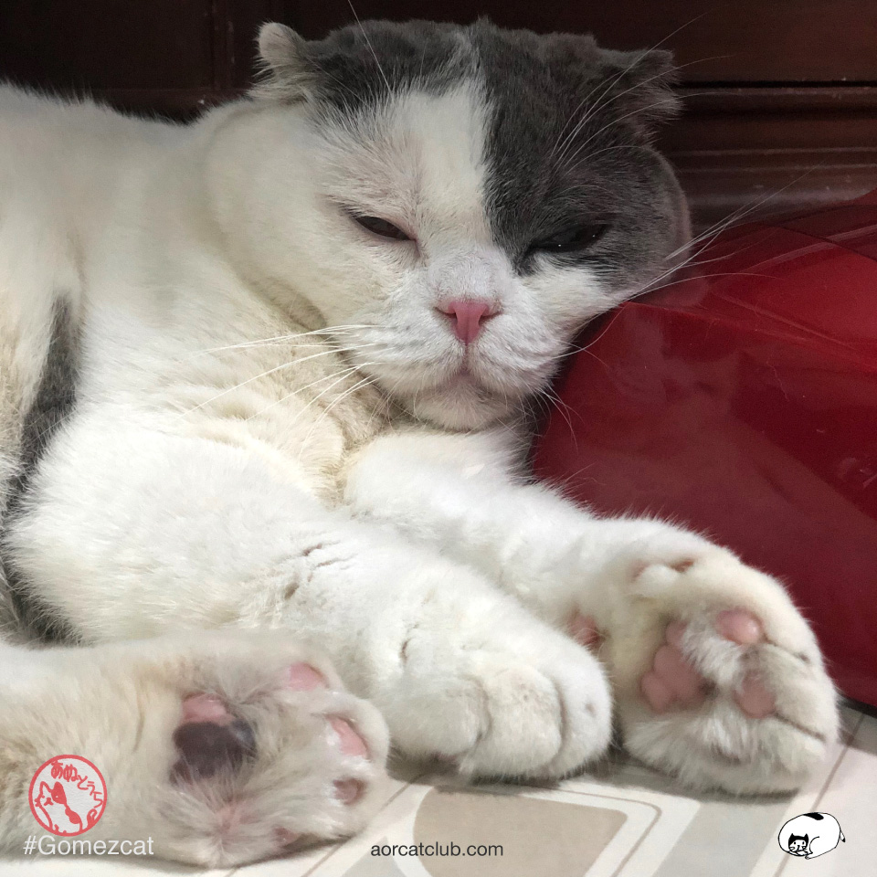 อุ้งเท้าแมวมีตามสีของแมว