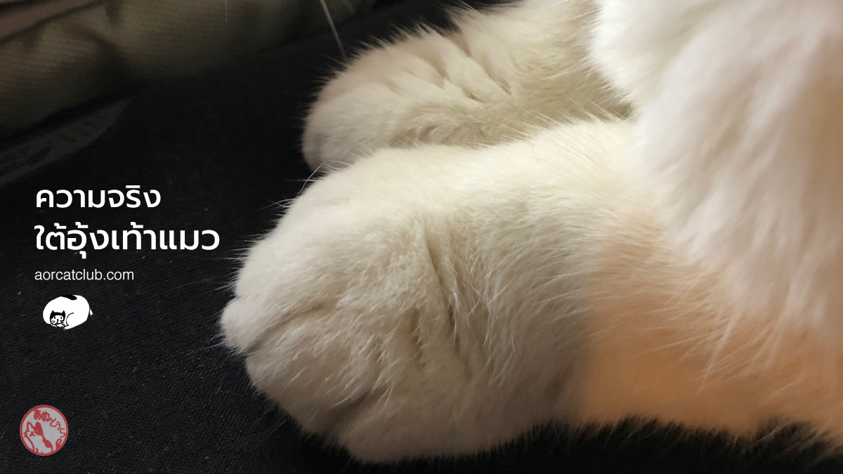 ความจริงเกี่ยวกับอุ้งเท้าแมว