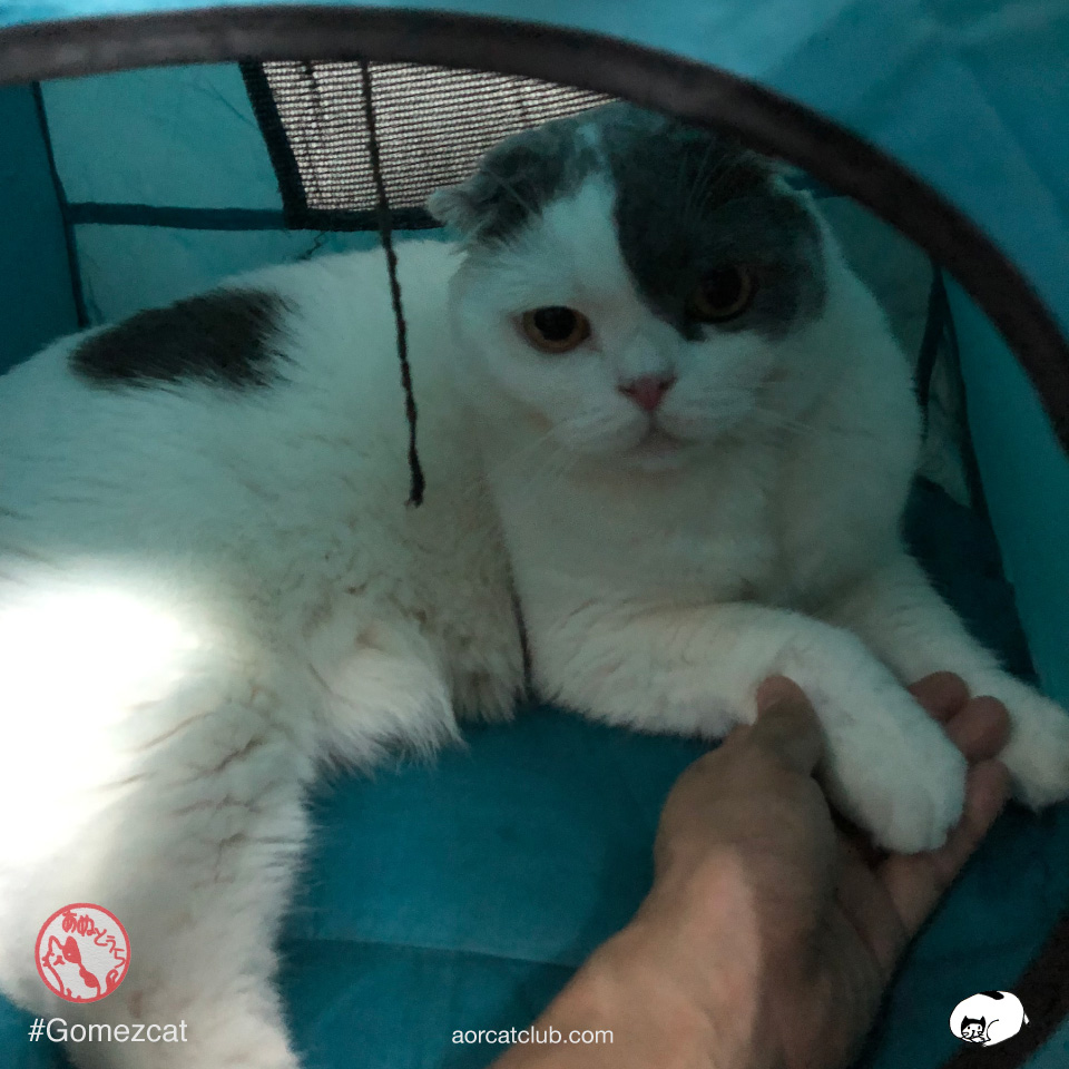 จับมือแมวไม่ใช่เรื่องง่าย