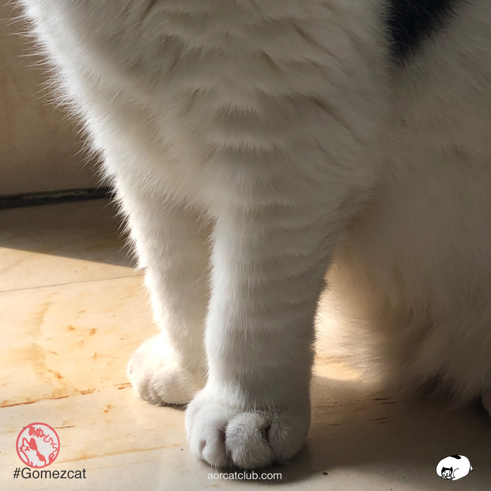 เรื่องน่ารู้น่ารักเกี่ยวกับอุ้งมือแมวมี