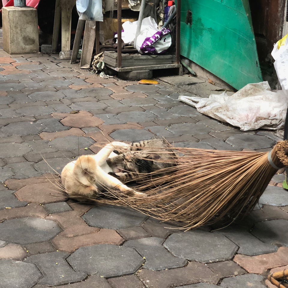 แมวเล่นคือแมวกำลังซ้อมล่า