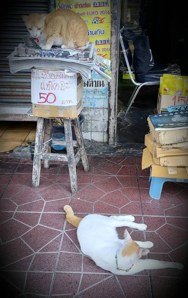 แมวเป็นเพื่อนกันได้