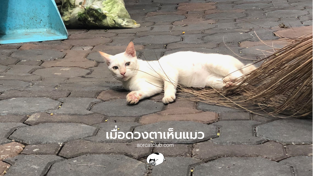 สัจธรรมที่อยู่ในแมว