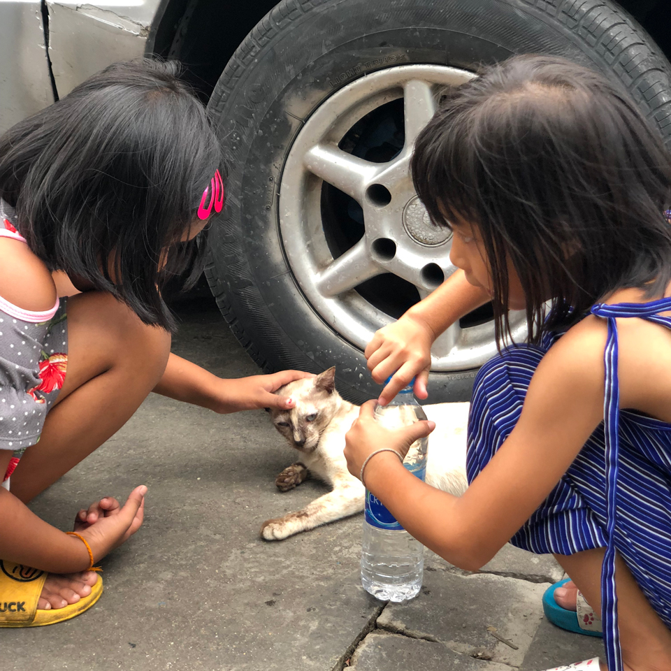 แมวข้างถนน เพื่อนที่แสนดี