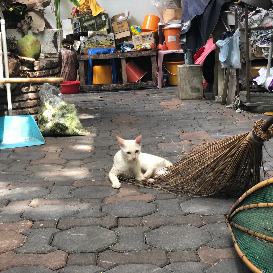 แมวที่วัดเอี่ยมวรนุช