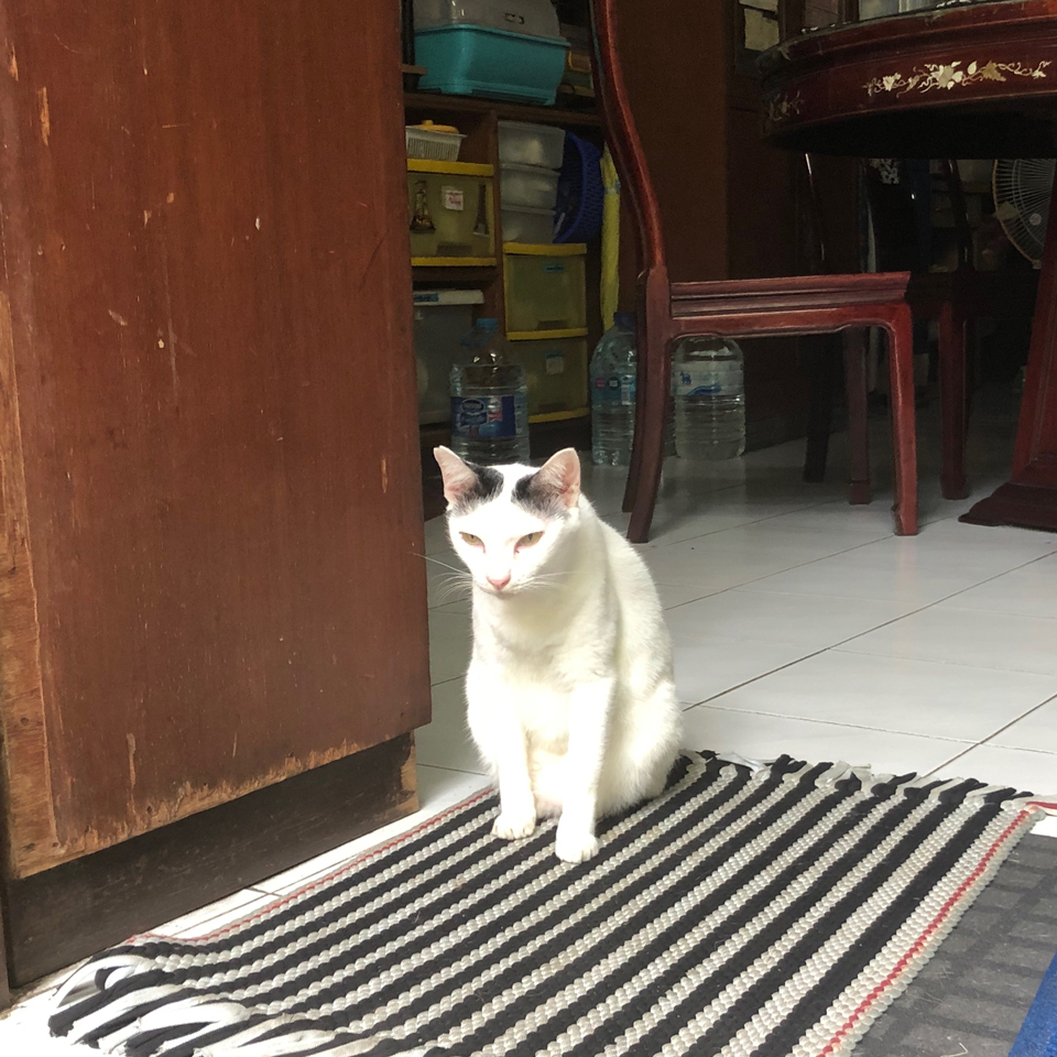 แมวเฝ้ากุฎิวัด