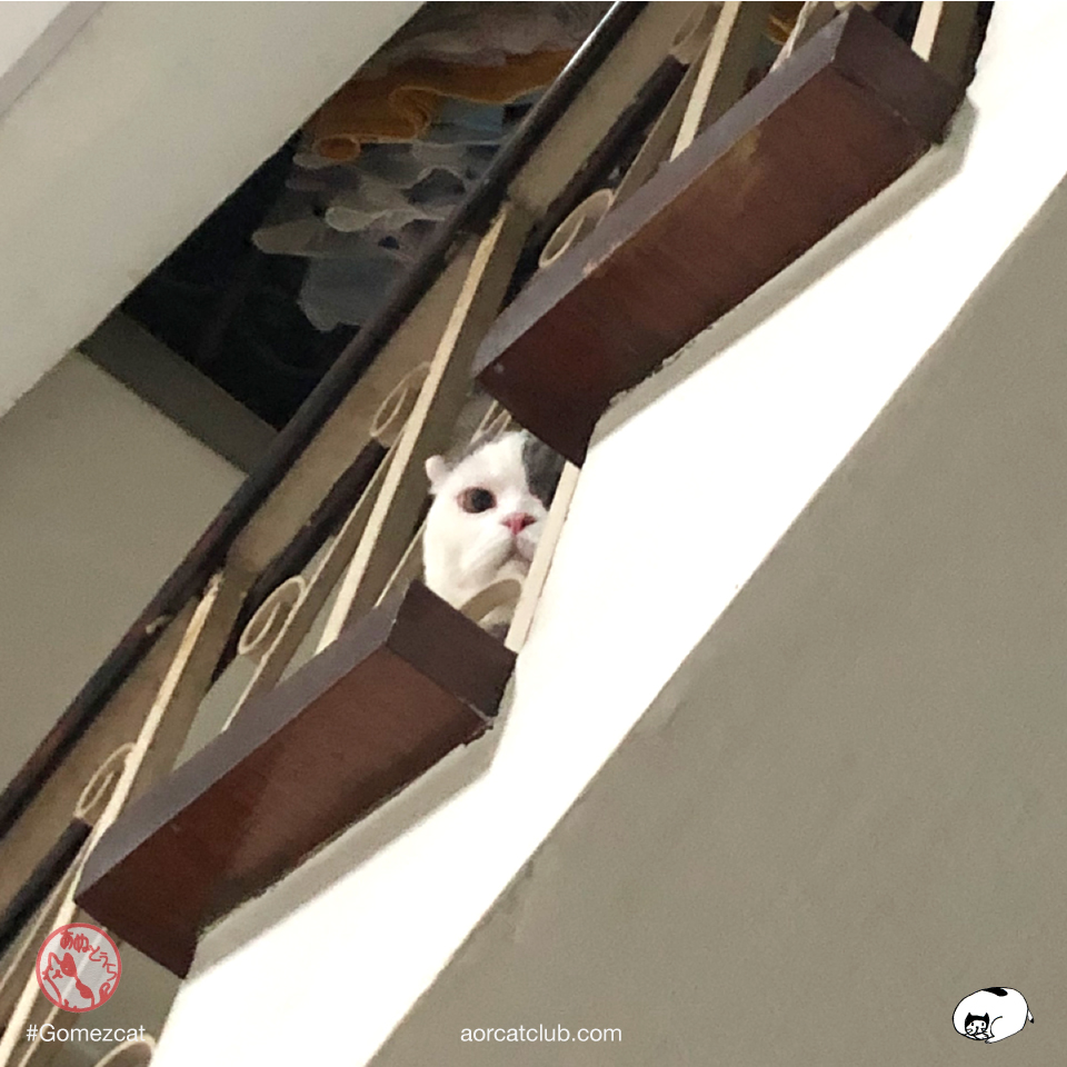 แมวแอบมองตลอดเวลา