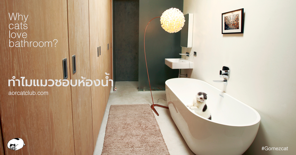 ทำไมแมวชอบนอนในห้องน้ำ
