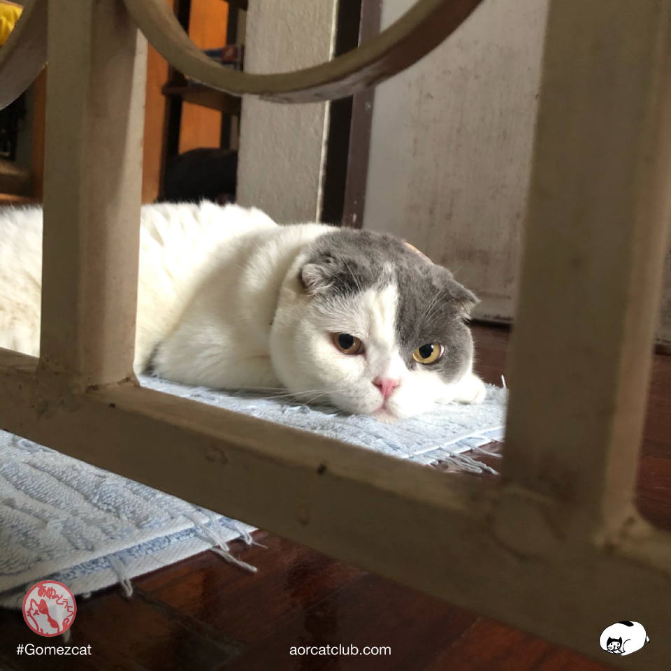 มีความสุขแบบแมว