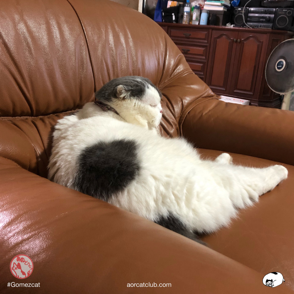 แมวนั่งสมาธิ