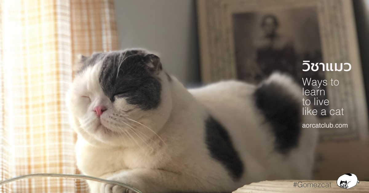 แมวนั่งสมาธิ