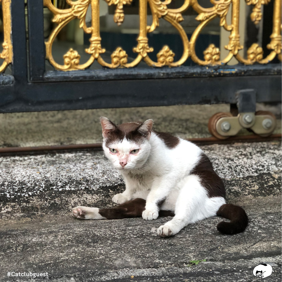 แมวรักเดียวใจเดียว