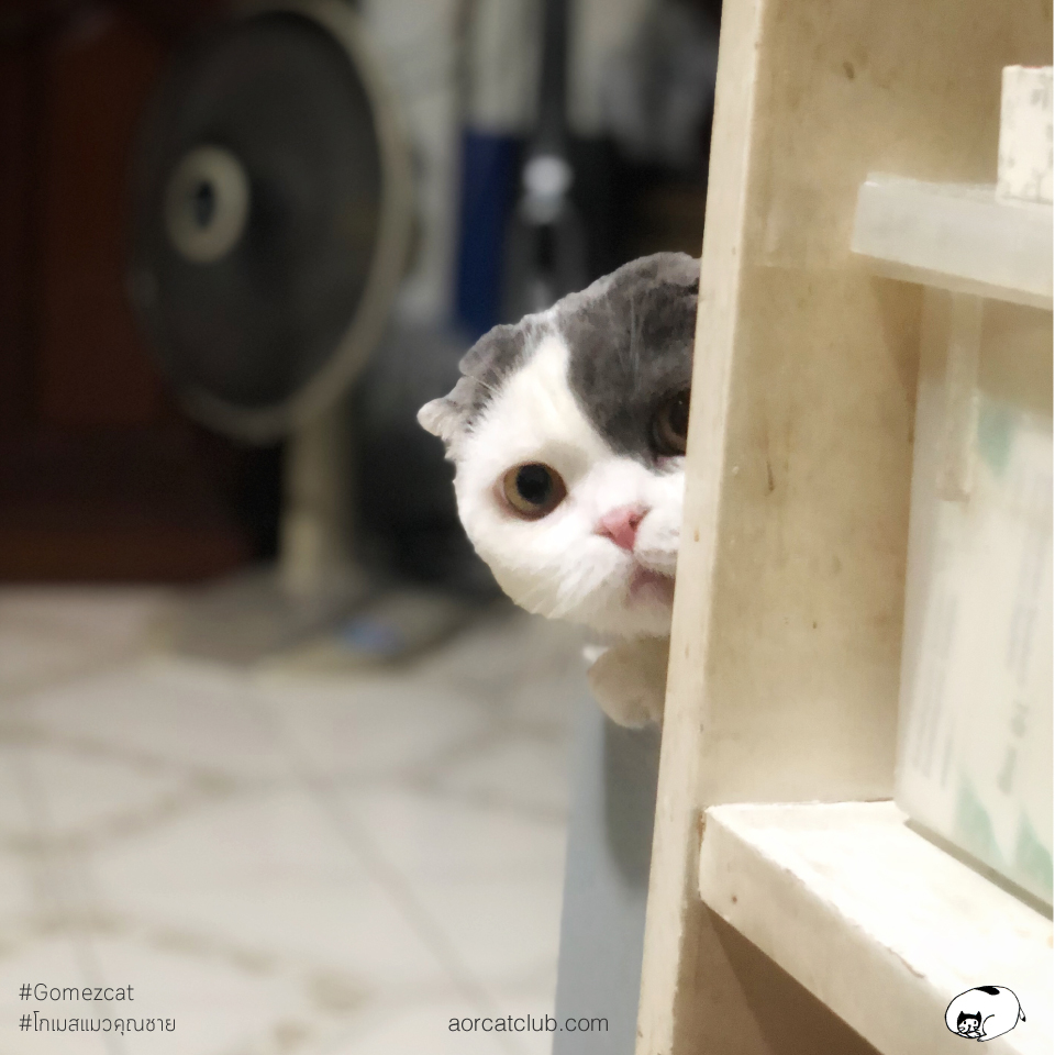 แมวแอบมอง