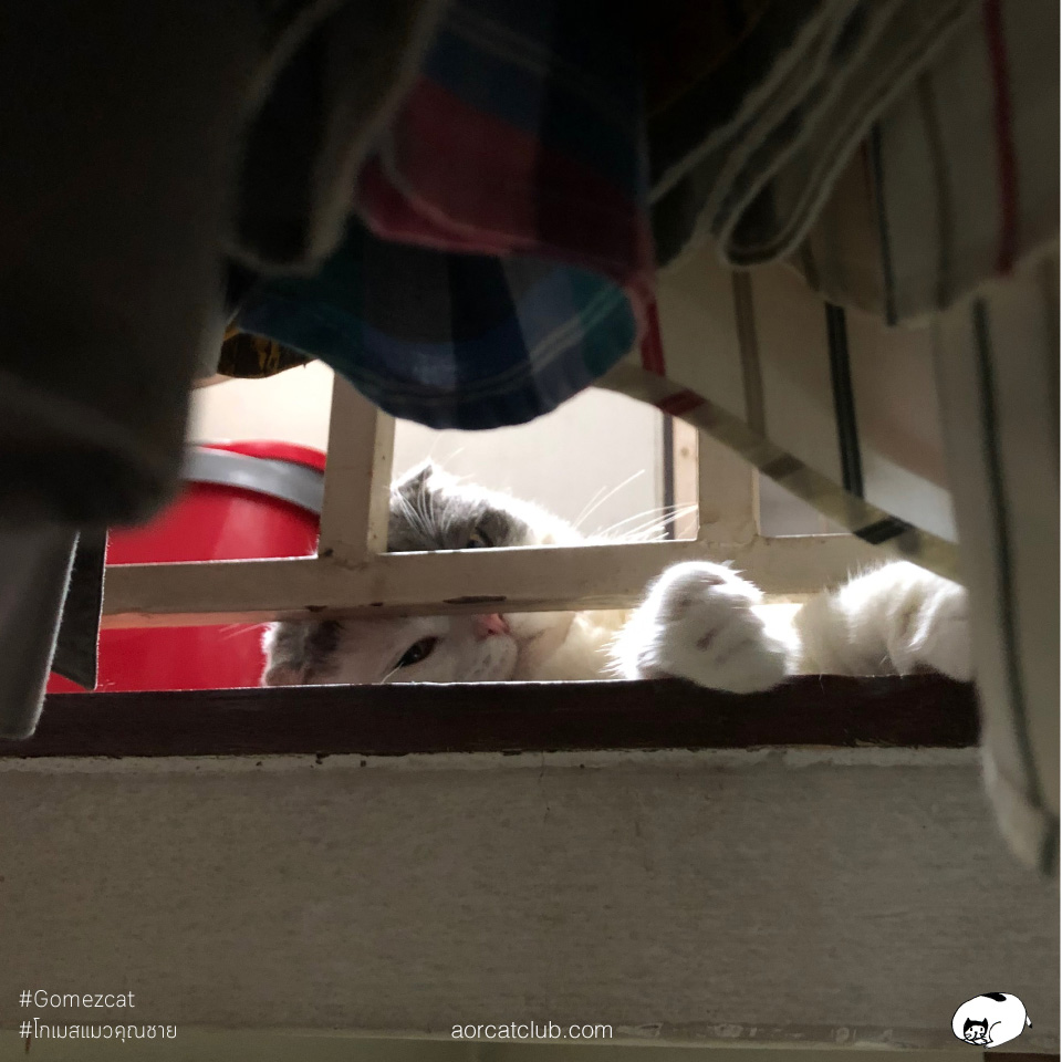 แมวดื้อ