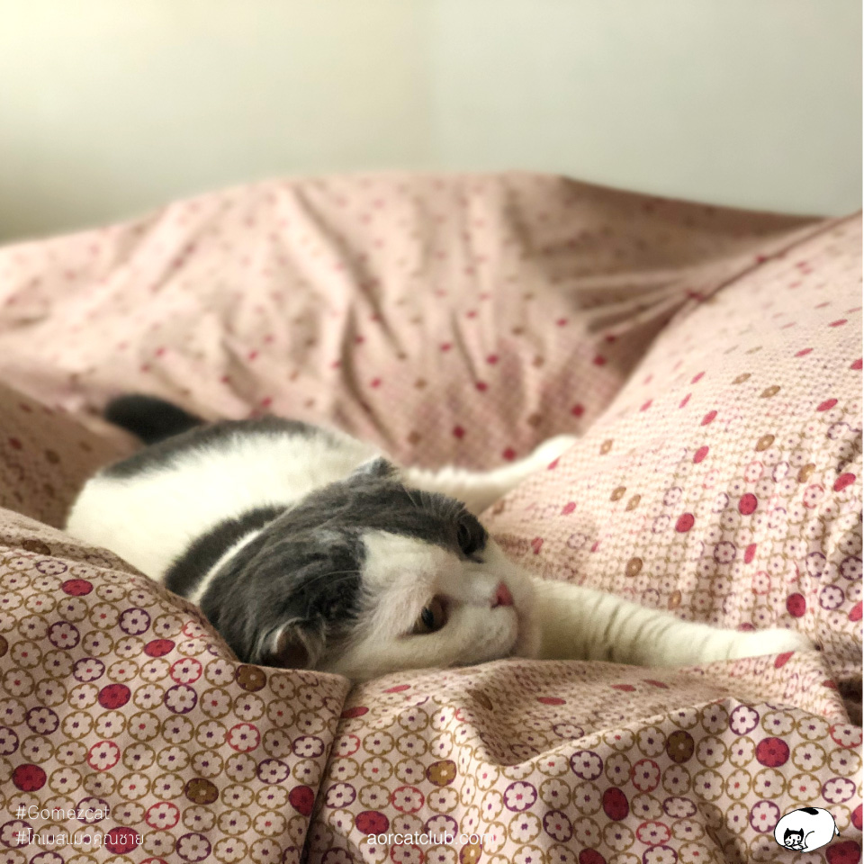 ทำไมแมวดื้อแต่คนยังรัก