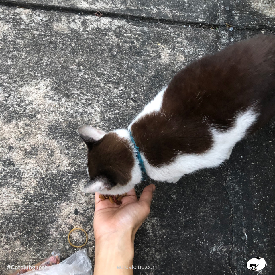 ทำยังไงให้แมวไว้ใจยอมให้จับ