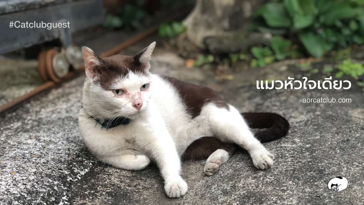 แมวรักเจ้าของคนเดียว