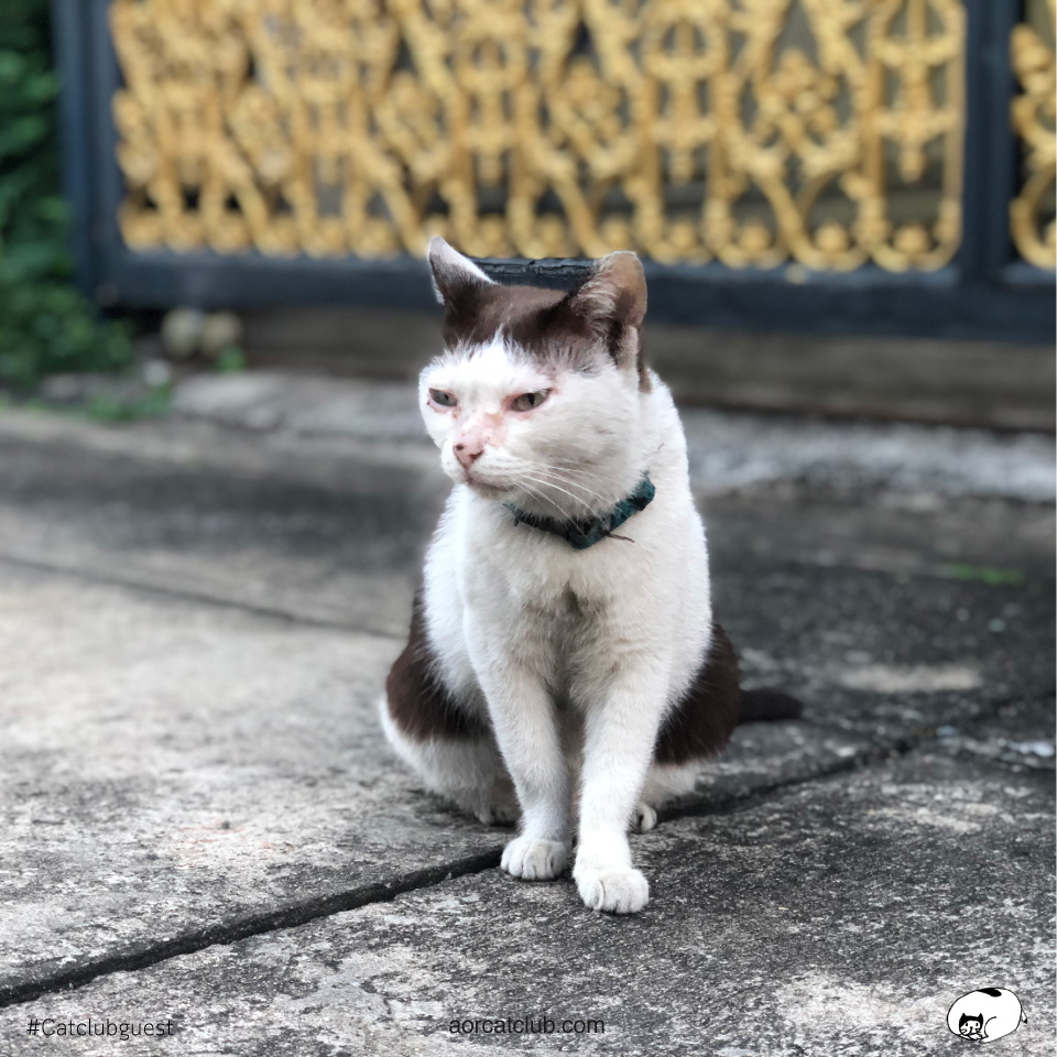 แมวนั่งรอเจ้าของ