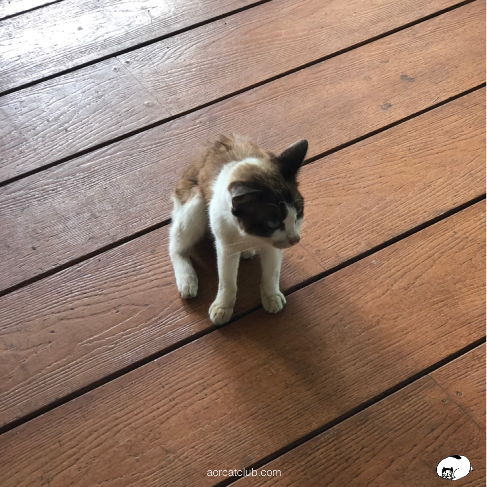 แมววัดน่ารัก