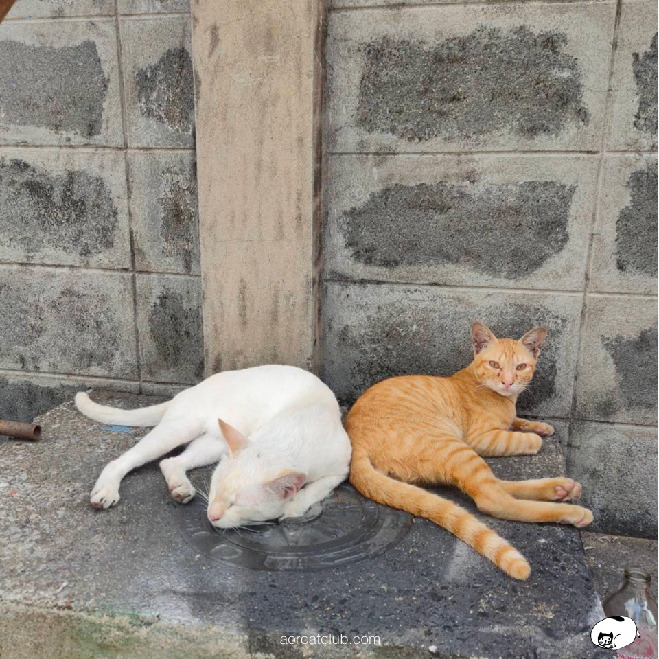 แมวอยากได้ความรัก