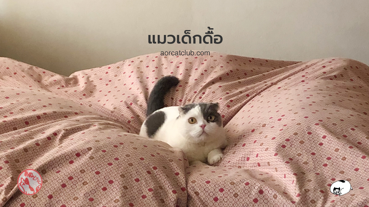 ทำไมแมวดื้อจัง