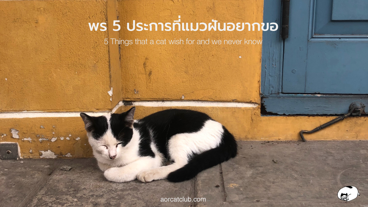 แมวขอพร