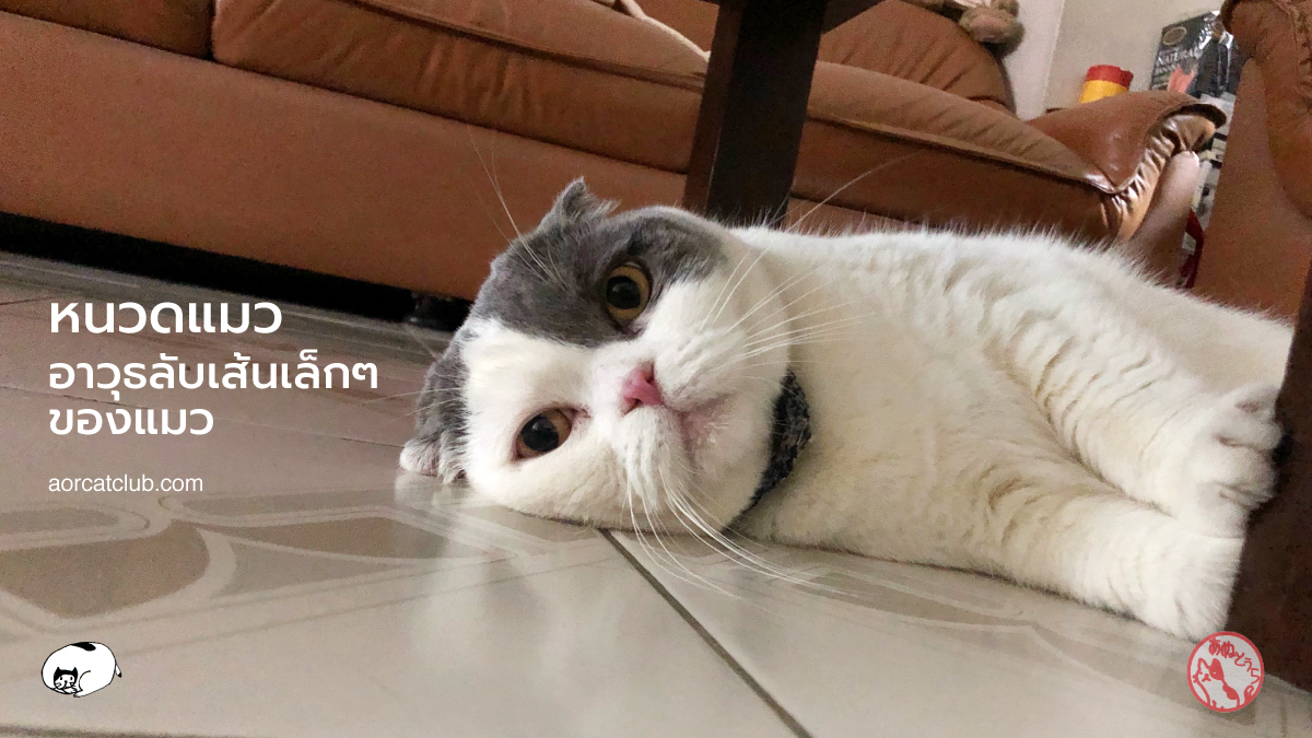 หนวดแมวมีไว้ทำไม