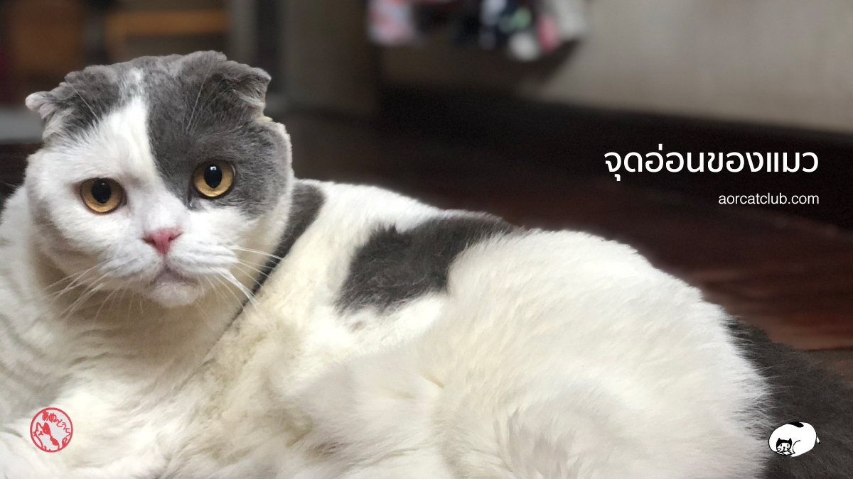 จุดด้อยของแมวแต่ละพันธุ์