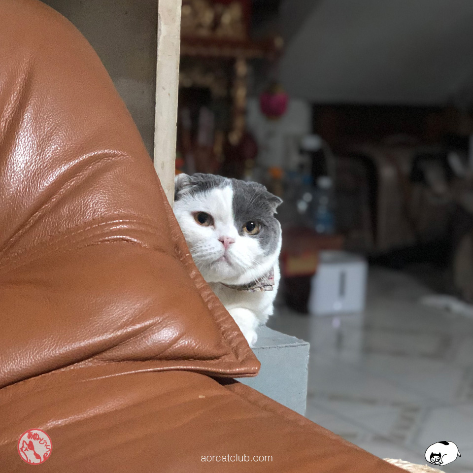 แมวสำคัญกับชีวิต