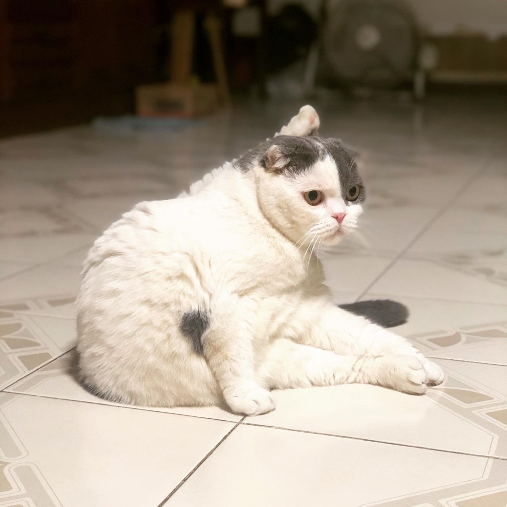 แมวเอาแต่ใจตัวเอง