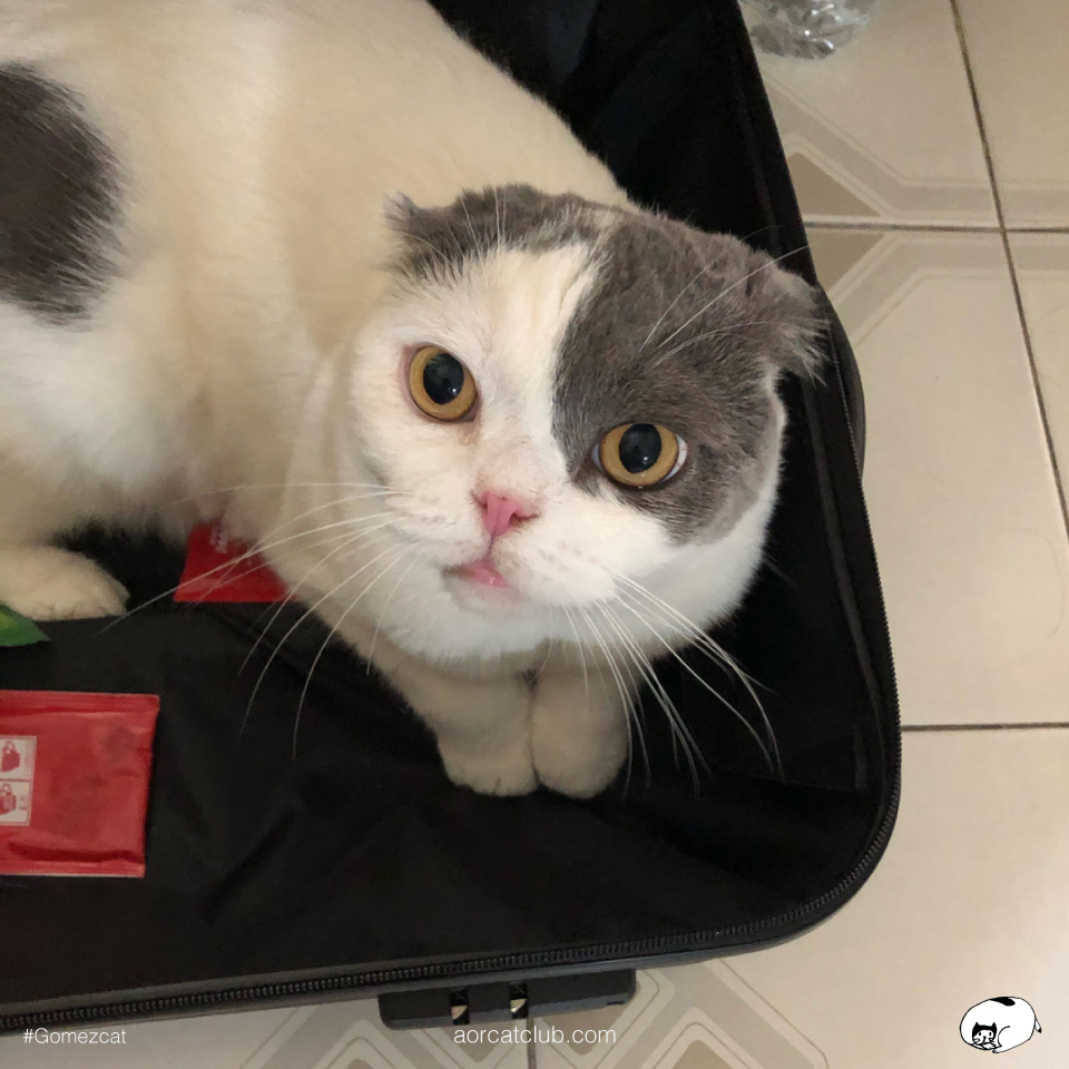 อาหารแมวยี่ห้อไหนดี